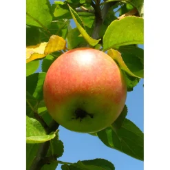 BIO-Apfel 'Cox Orange Renette'^Plantiflor Outlet