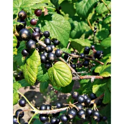 Johannisbeerstrauch schwarz Topf Durchmesser 17 cm*Plantiflor Discount