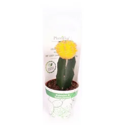 ZKAK Kaktus gepropft Mix Farben T9 PC^Plantiflor Outlet