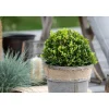 Amerikanische Stechpalme Kleiner Pirate Topf Durchmesser 19 cm*Plantiflor Hot