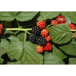 Brombeere Topf Durchmesser 17 cm*Plantiflor New