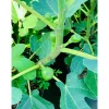 Feige Brown Turkey Topf Durchmesser 23 cm*Plantiflor Clearance