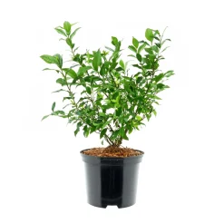 Heidelbeere Hortblue Petite Topf Durchmesser 17 cm*Plantiflor Best