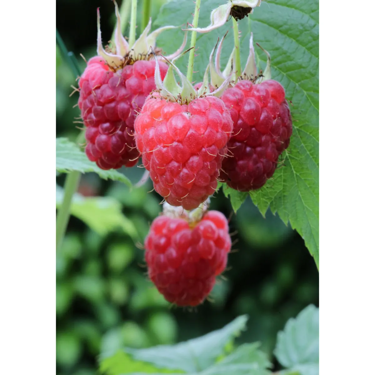 Himbeere Tulameen Topf Durchmesser 17 cm^Plantiflor
