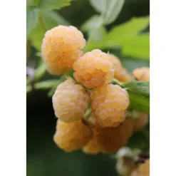 Sommerhimbeere Golden Queen Topf Durchmesser 17 cm^Plantiflor Sale
