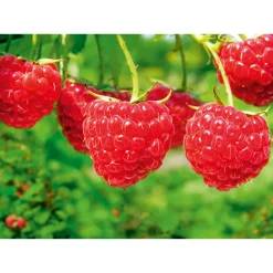 Sommerhimbeere Schönemann Topf Durchmesser 17 cm*Plantiflor Online