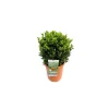 Plantiflor Spindelstrauch Green Wonder 20-30 cm T23